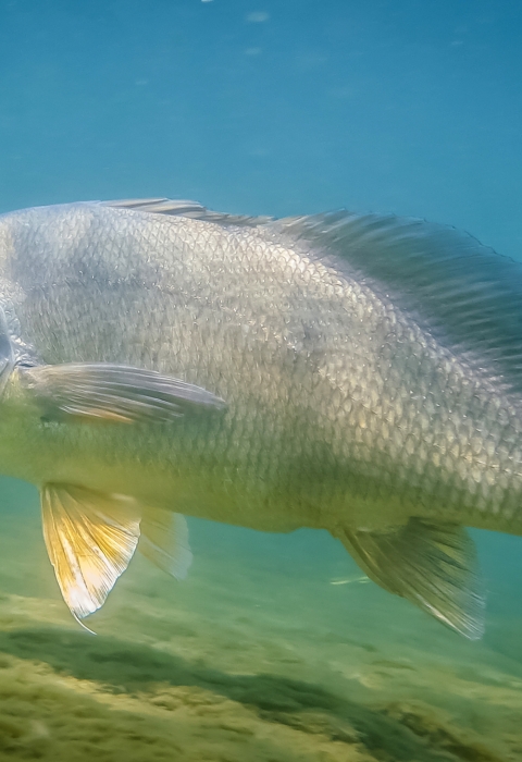 tanish fish with a round tail in blue water