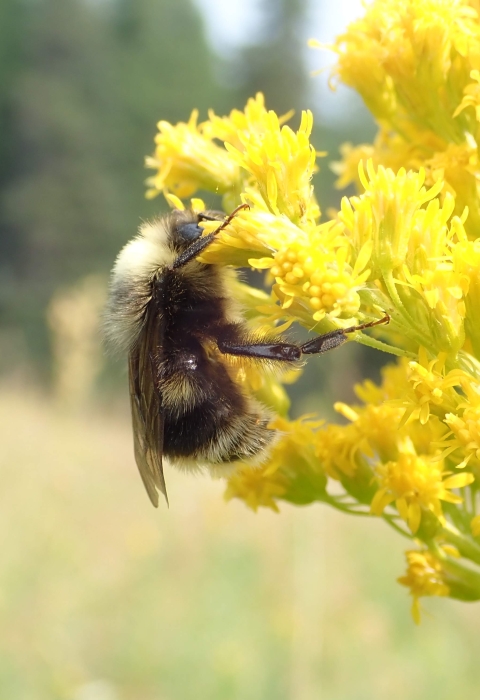 Western bumble bee on goldenrod in the Wallowa Mountains In Oregon