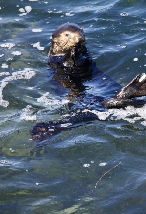 A sea otter foraging for food in shallow water