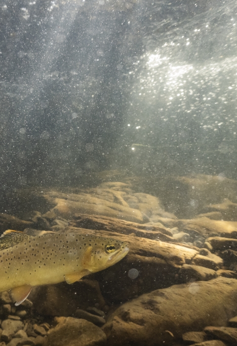 A close up underwater shot of an Apache trout swimming