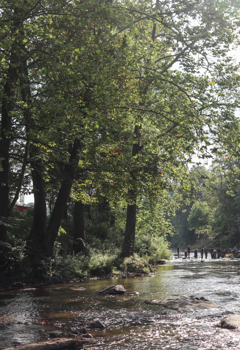 Several people standing in a shallow river that is heavily shaded by trees