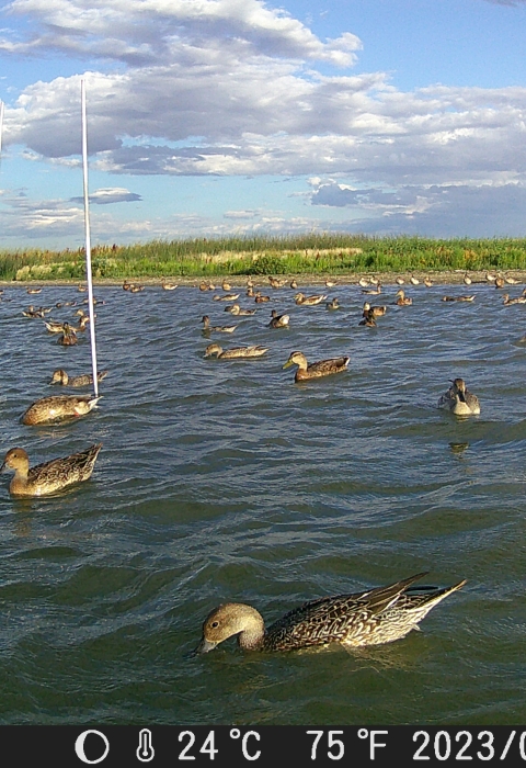 ducks swim in water near a bait site
