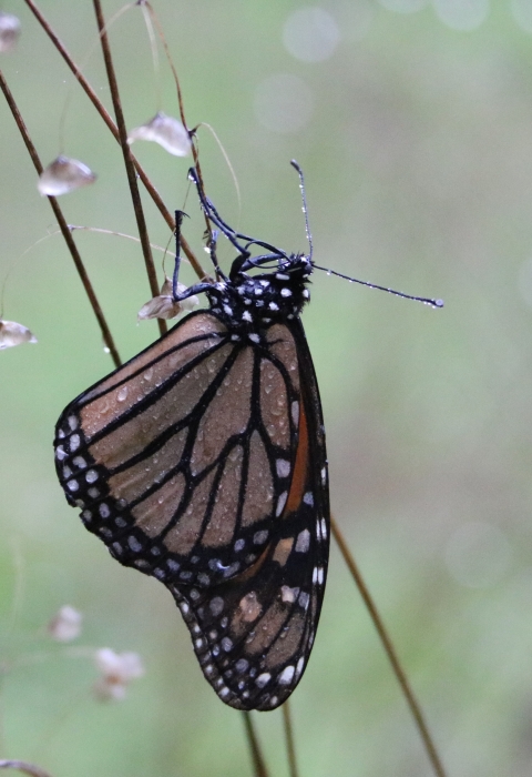 Monarch butterfly rests on a stem as rain drops fall.