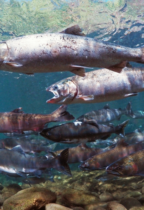 An underwater scene of many fish, silver and pink in color, swimming in clear, blue water.