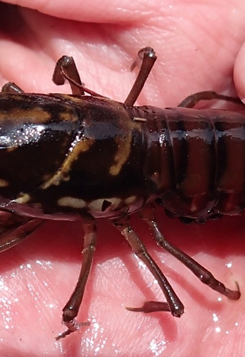 A Black Creek crayfish is held in a person's hand.