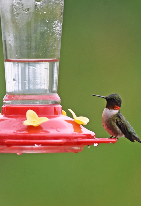 A male ruby-throated hummingbird perches on the edge of a red hummingbird feeder with yellow flowers. The bird is small, with tiny legs and a long, pointy bill. It has a green back and cap, red throat, and white belly.