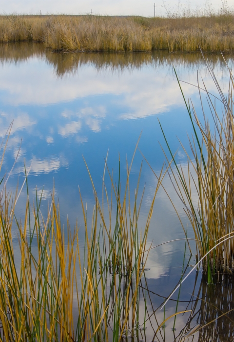 wispy clouds reflect in a still pond with grass reeds growing around and throughout
