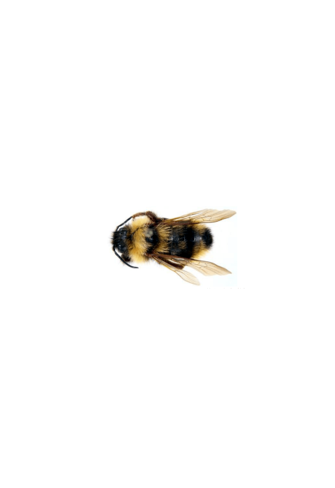 a black and yellow insect that's fuzzy