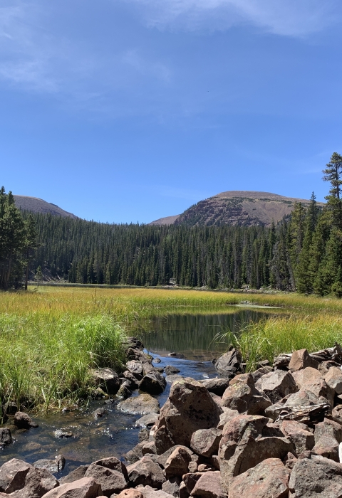 View of rocky mountain creek with large trees and mountains in the background. 