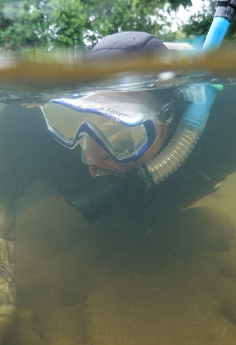 Snorkeling swimming along the bottom of a shallow river