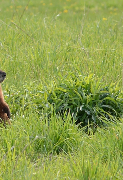 Groundhog stares off in the distance alert, standing on its hind legs in a grassy field.