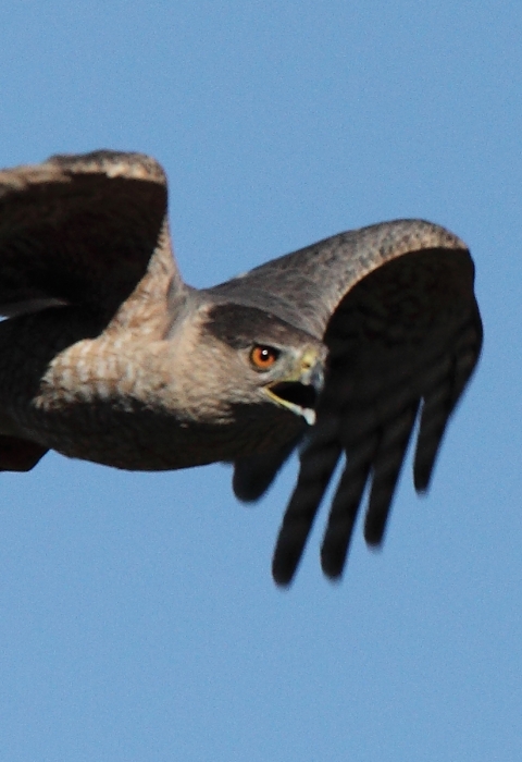 a bird of prey flies in the blue sky with uplifted wings