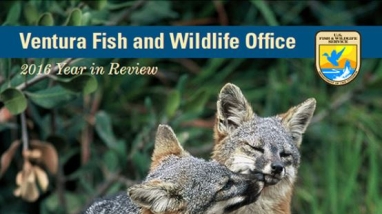 Magazine with two island foxes nuzzling on cover