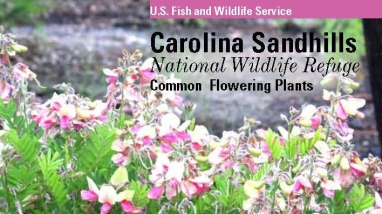 An image of the cover for the refuge plant brochure.