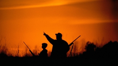 Two hunts standing in the high grass during a reddish orange sunset, and pointing toward the sky. 