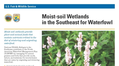 An Image of the Moist-soil Wetlands in the Southeast for Waterfowl fact sheet.