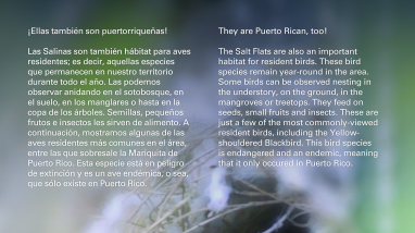 Resident Birds of the Cabo Rojo Salt Flats (Eng/Spa)
