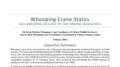 Whooping Crane Status: 2024 Breeding Season to 2025 Spring Migration