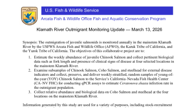 Klamath River Juvenile Salmonid Outmigration Monitoring Update - March 13, 2026
