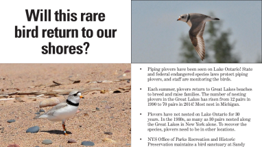 Lake Ontario Piping Plover