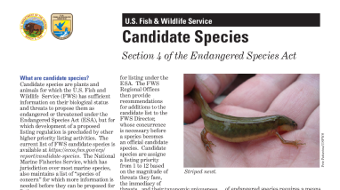 Candidate Species Fact Sheet