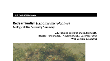 Ecological Risk Screening Summary - Redear Sunfish (Lepomis microlophus) - High Risk