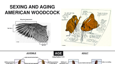 American Woodcock Sex and Age Techniques Poster