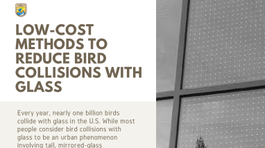 Low-Cost Methods to Reduce Bird Collisions with Glass