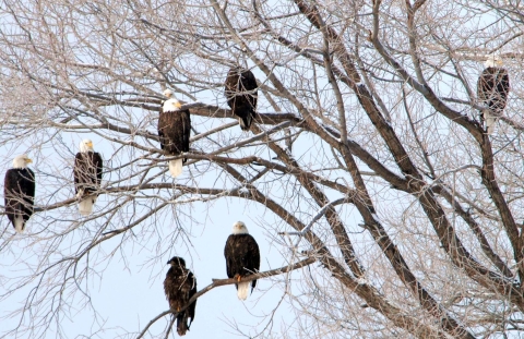 Eight bald eagles in one leafless tree in winter