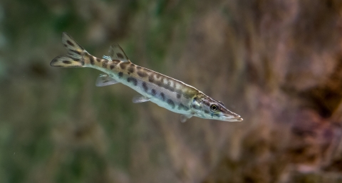 A small, spotted fish swimming. 