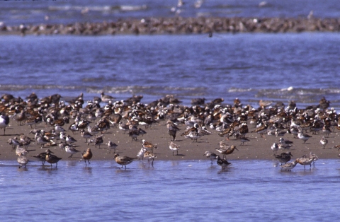 Shorebirds crowding a beach