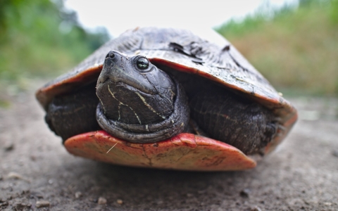 A close-up of a turtle with its head poking out of its shell and its limbs retracted inwards.