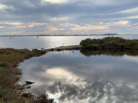 Pond skirting San Diego Bay and reflecting an overcast sky. Three birds are standing on the edge of the pond near the bay.