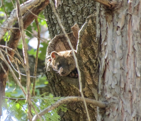 A fisher poking its head out of a hole in a tree