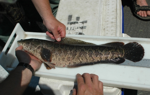 Invasive northern snakehead on measuring boated.
