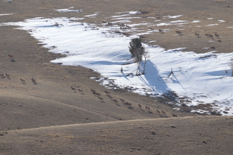 Dozens of elk on a partially snowy hill