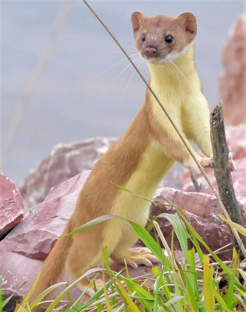 Weasel at Lacreek NWR