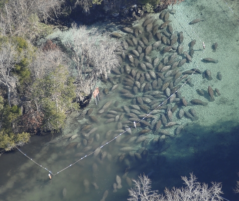 Manatee Sanctuary During a Cold Winter Day