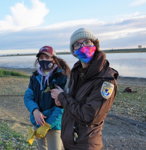 ​ Edit media The referenced media source is missing and needs to be re-embedded. Johannah McCollum, Wildlife Refuge Specialist and Kelly Kaye, Biological Science Technician collecting wild ducks from the rocket net trap for banding.&nbsp; ​