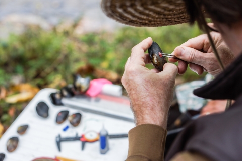 Biologist holding a freshwater mussel in his left hand, while using tweezers in his right hand to apply a tag to the mussel's shell.