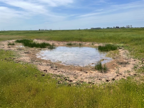 a vernal pool is surrounded by green grass in a former pasture