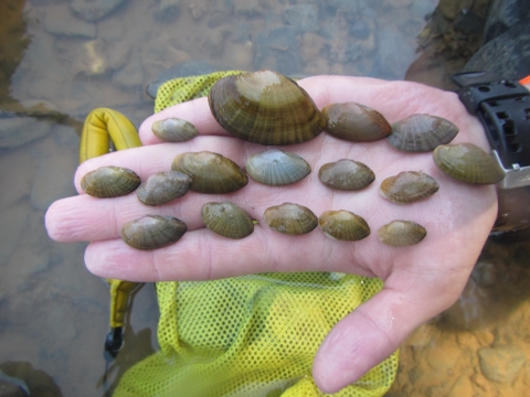 various sized mussel shells on biologist’s hand above water.