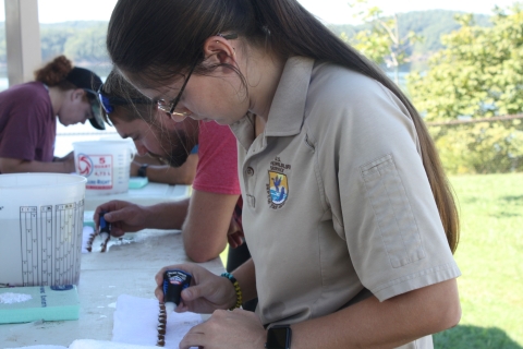 USFWS employee placing glitter tags on endangered Cumberland combshell (Epioblasma brevidens)mussels. 