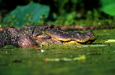 Large American Alligator close-up view of it laying in swamp water.
