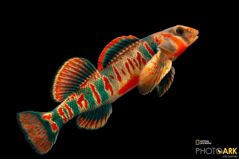 a vibrant orange and blue fish with a contrasting black background
