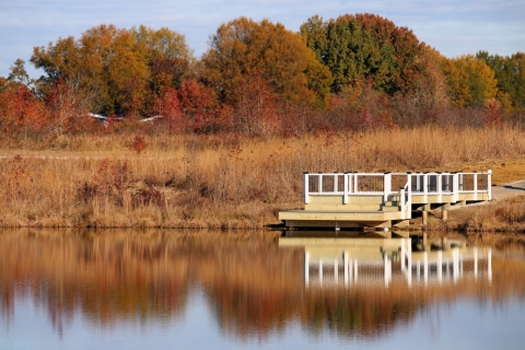 A wooden observation platform overlooks a small pond. Trees and grasses stand behind the platform