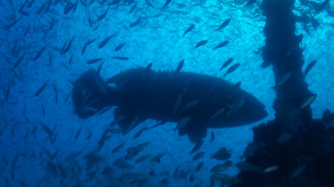 silhouette of a big fish surrounded by little fish in blue water