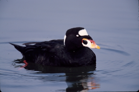 Surf scoter