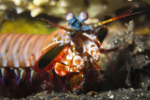 A colorful shrimp with a bright blue face, red and orange striped body, bulging eyes, and large front clubs. 