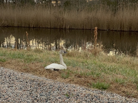A grayish-white swan with black bill sits in low grass on the side of the road in front of a marsh.